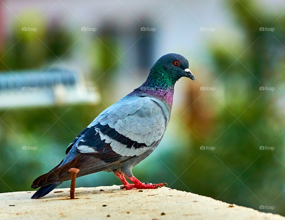 Bird photography - dove - scouting environment