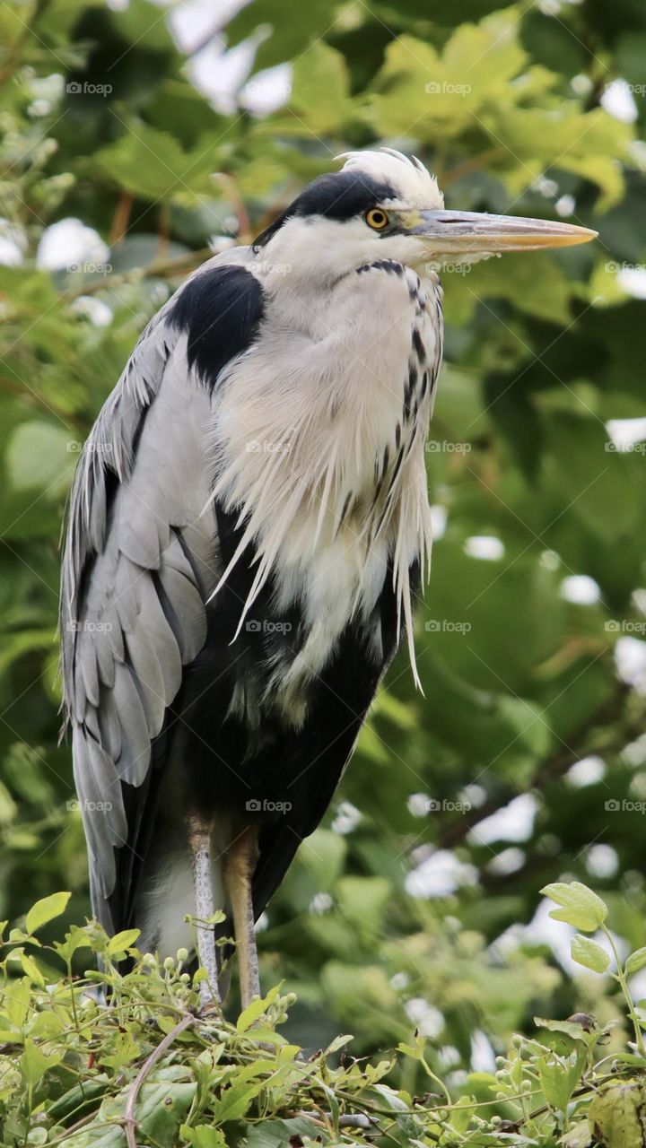 Gray heron 