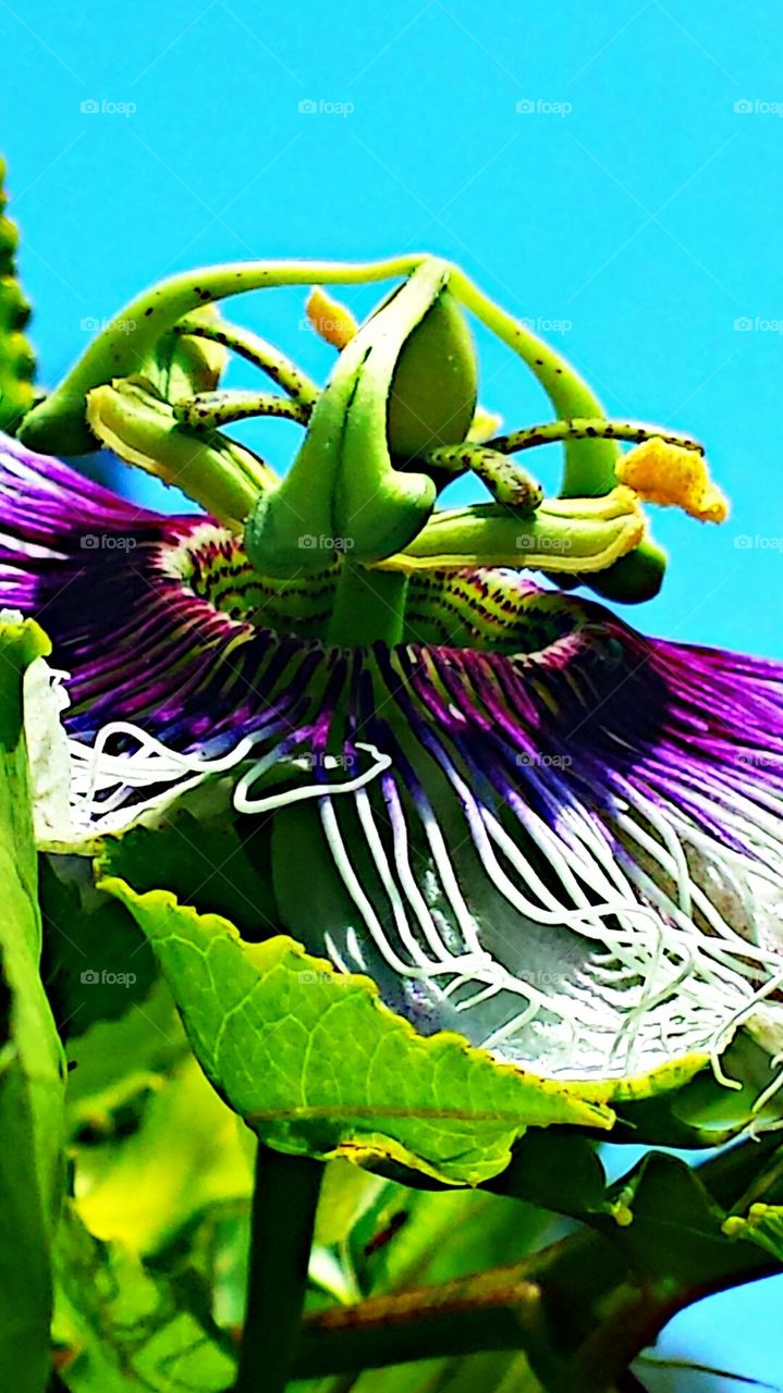 "Passion Flower & Blue Sky"