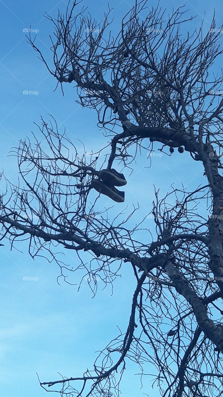 zapatillas en el arbol