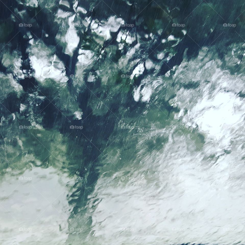 tree through the rain on my windshield