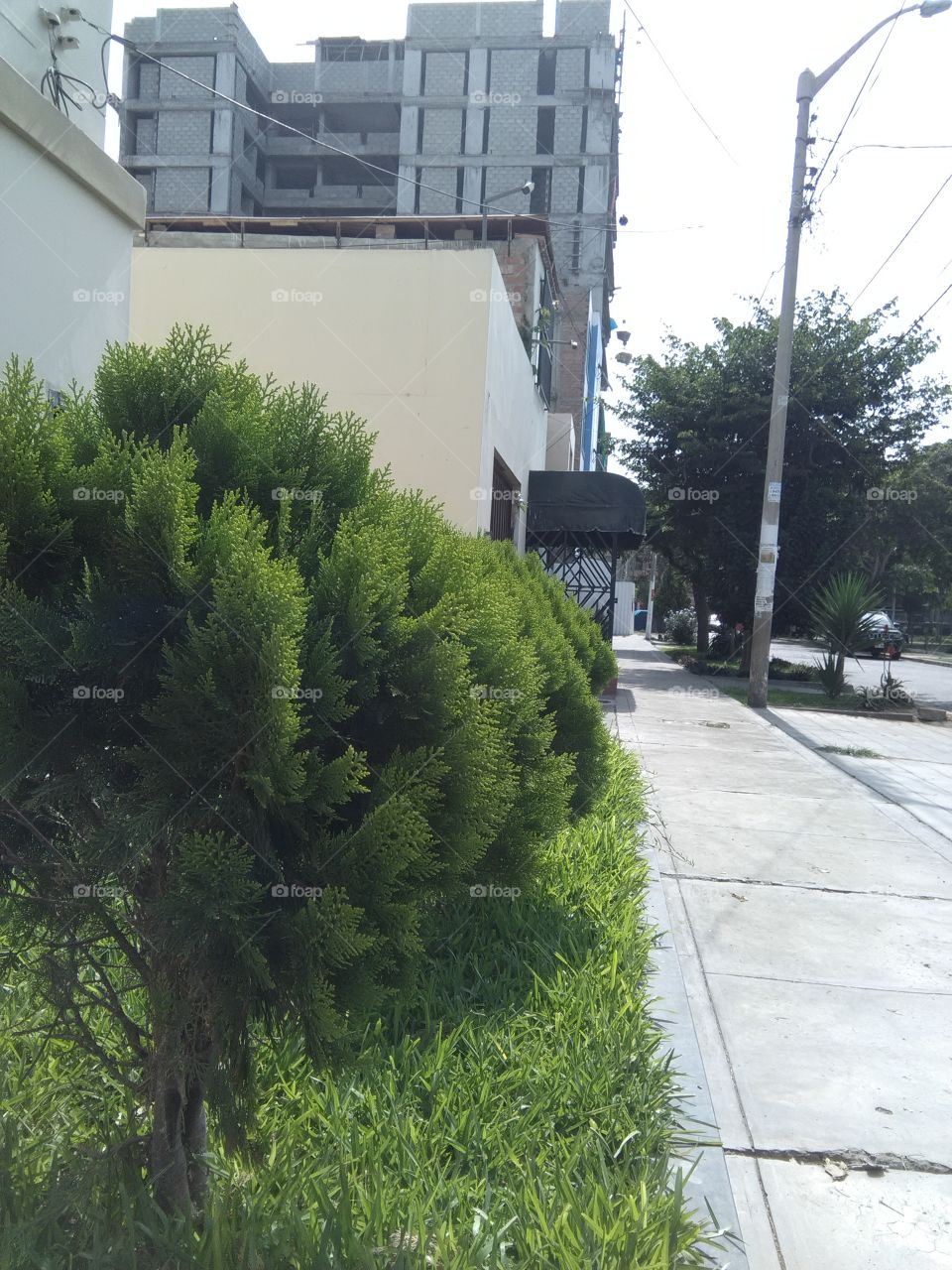 plant, street, tree, árbol