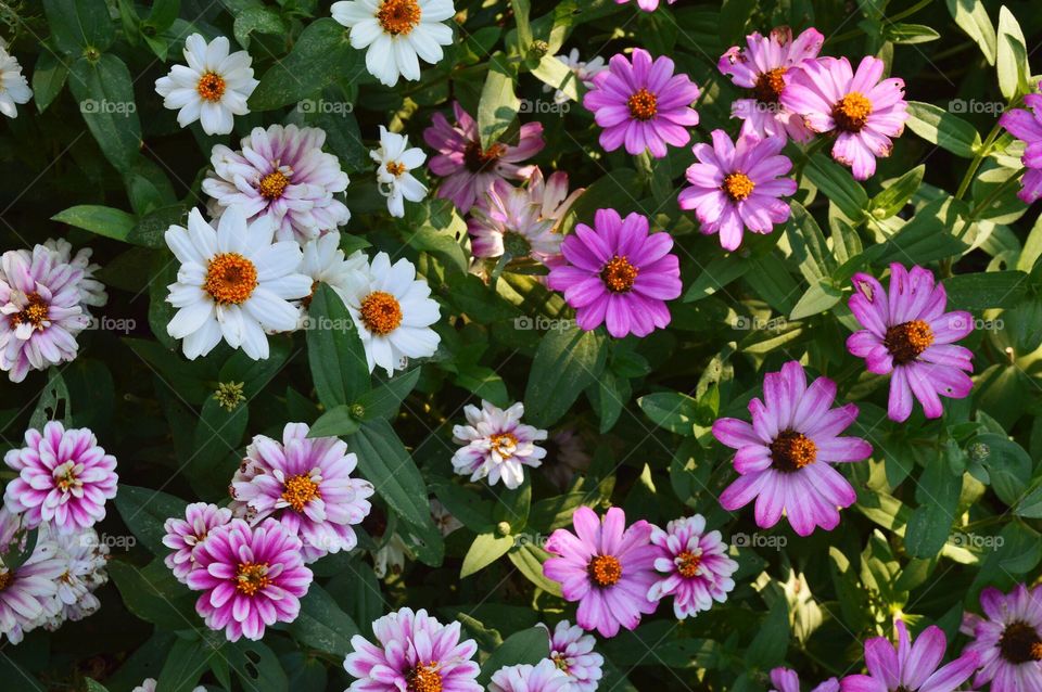 An array of white, pink and purple flowers 