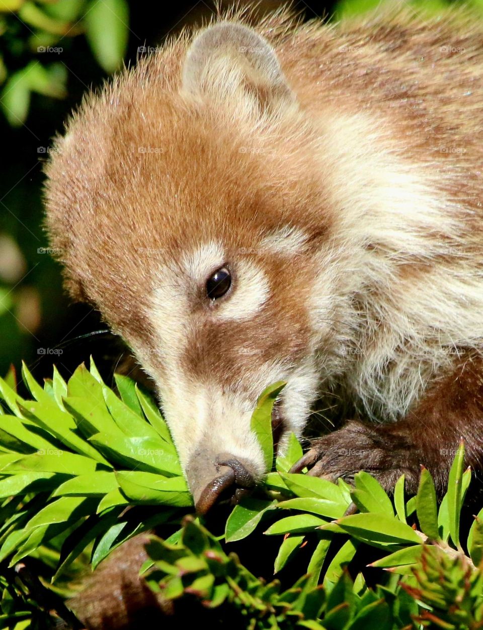 Coati Eating from a Tree