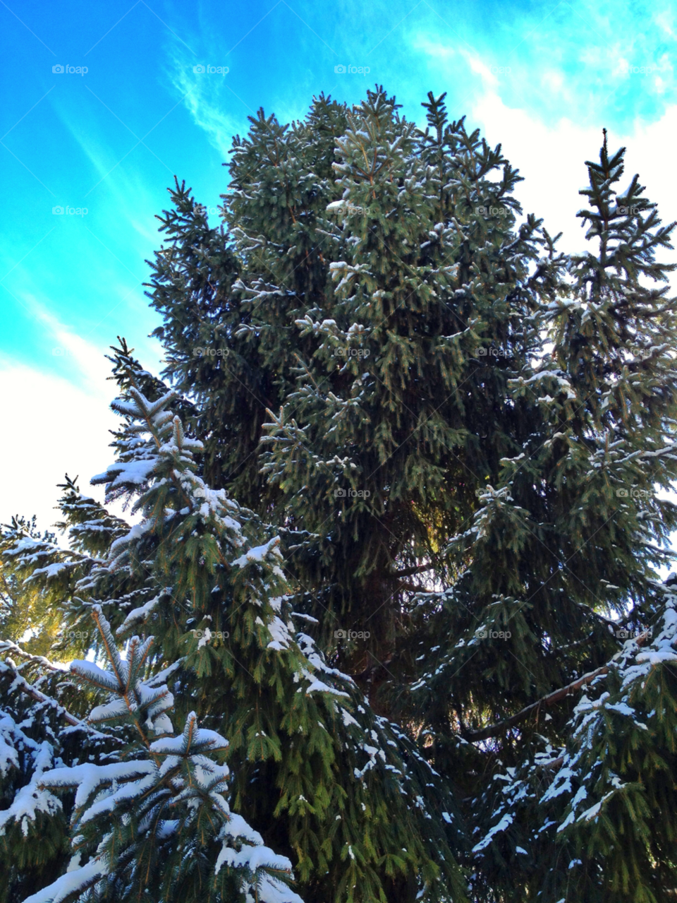 Winter in Wisconsin . Giant Christmas tree
