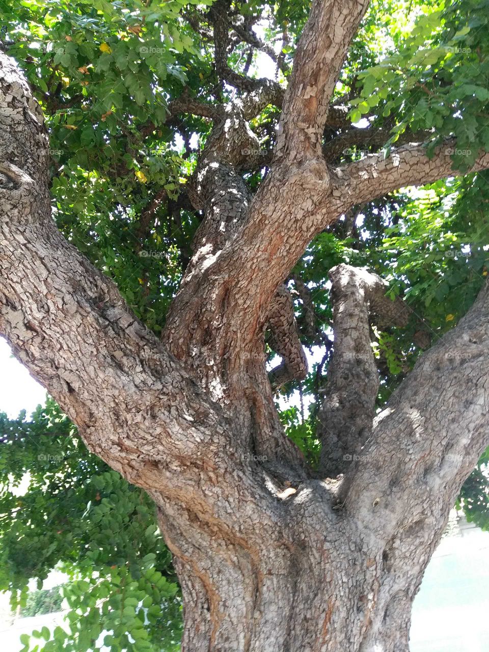 Thriving Old Tree