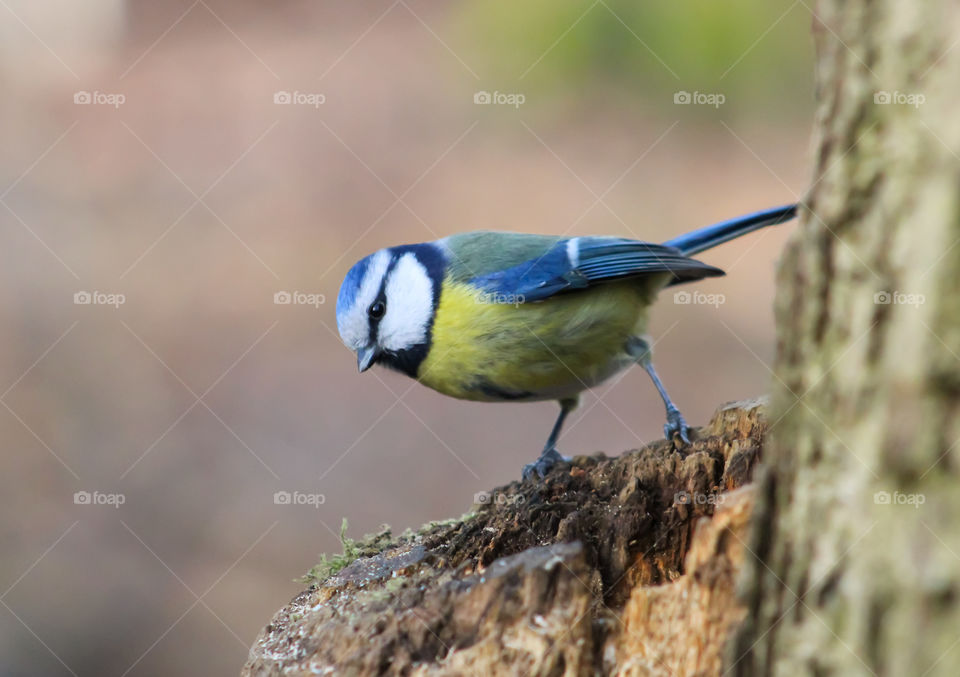 Bluetit bird