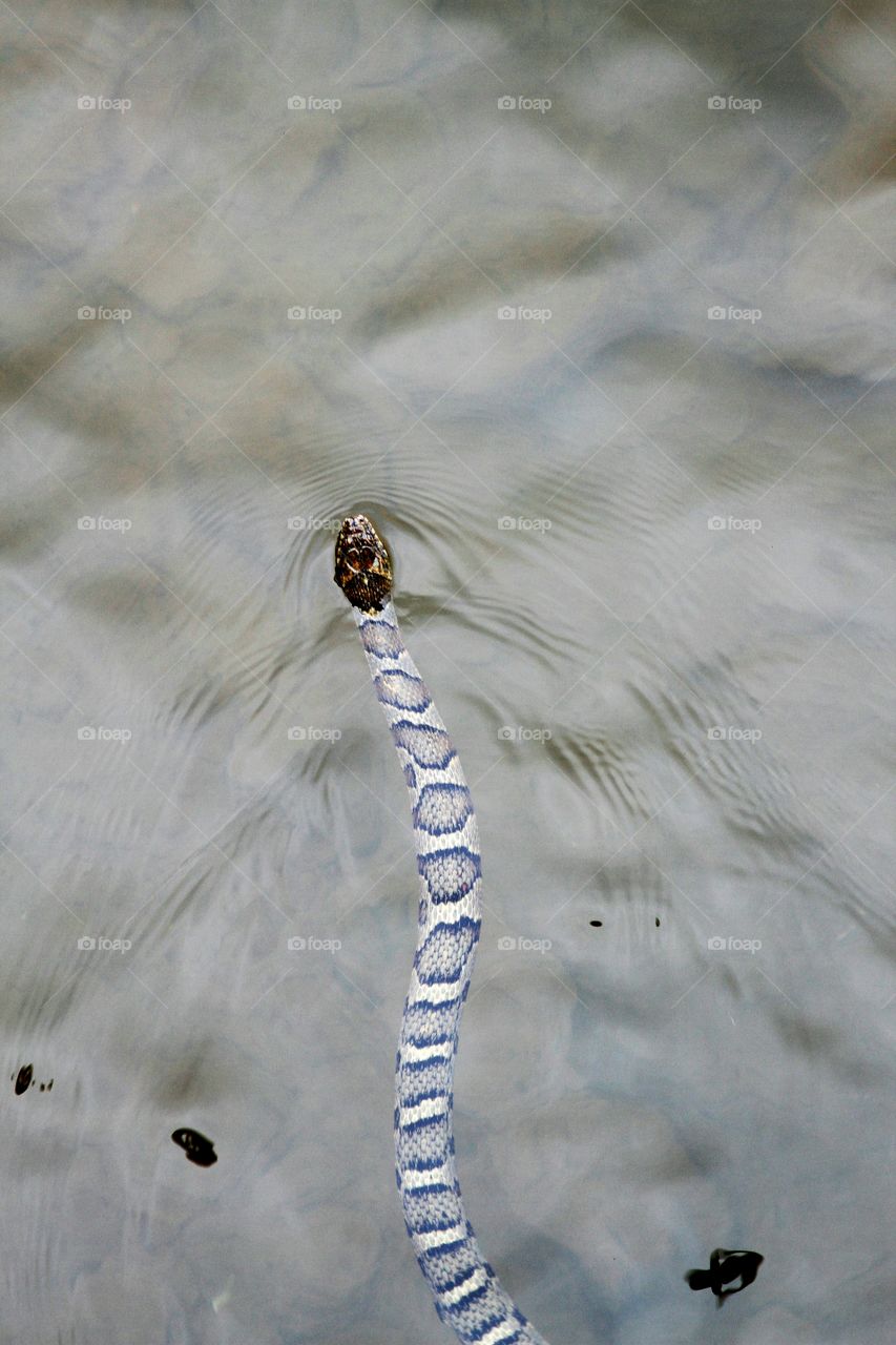 water snake swimming