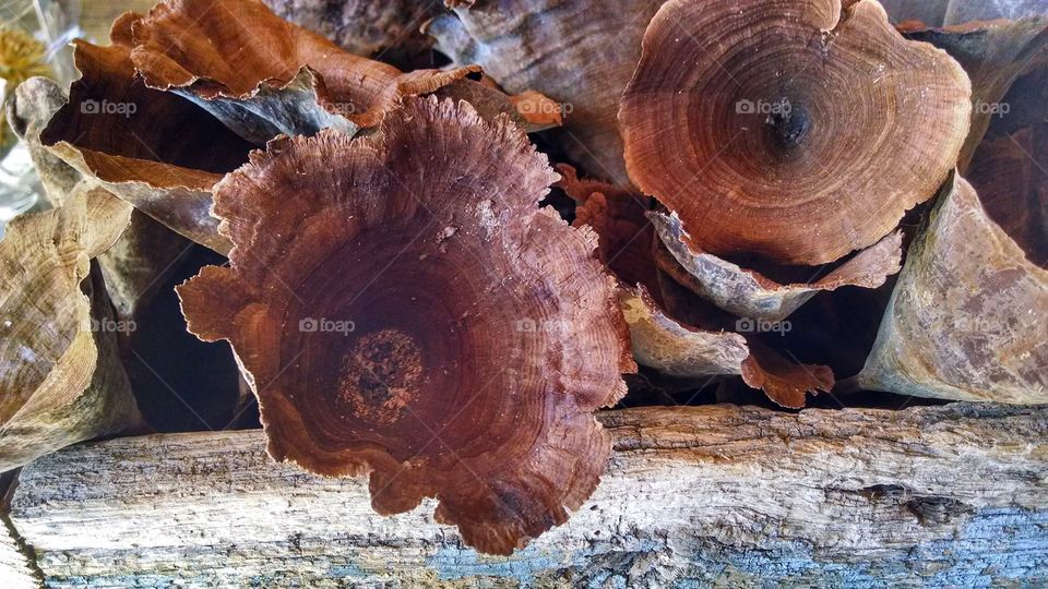 dried mushroom. tree ears