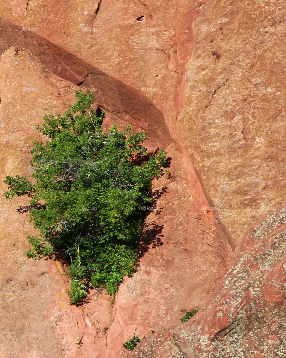 Lone tree growing on cliff