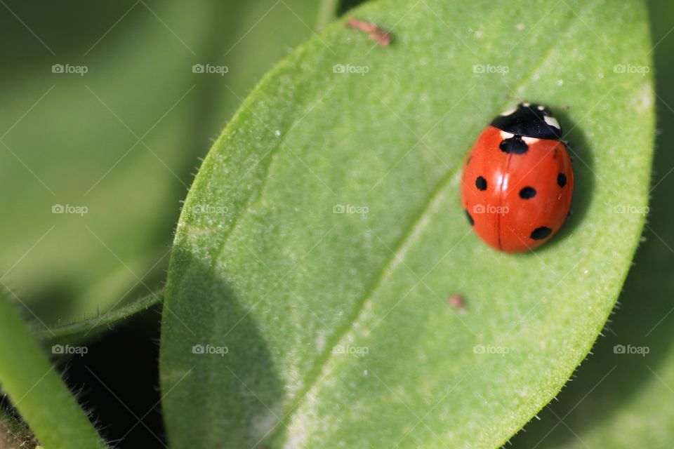 A ladybug on a leaf
