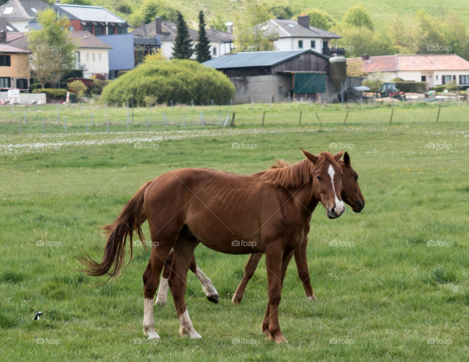 Horses at Junglinster, Luxembourg