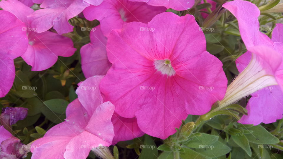 pink - violate flower