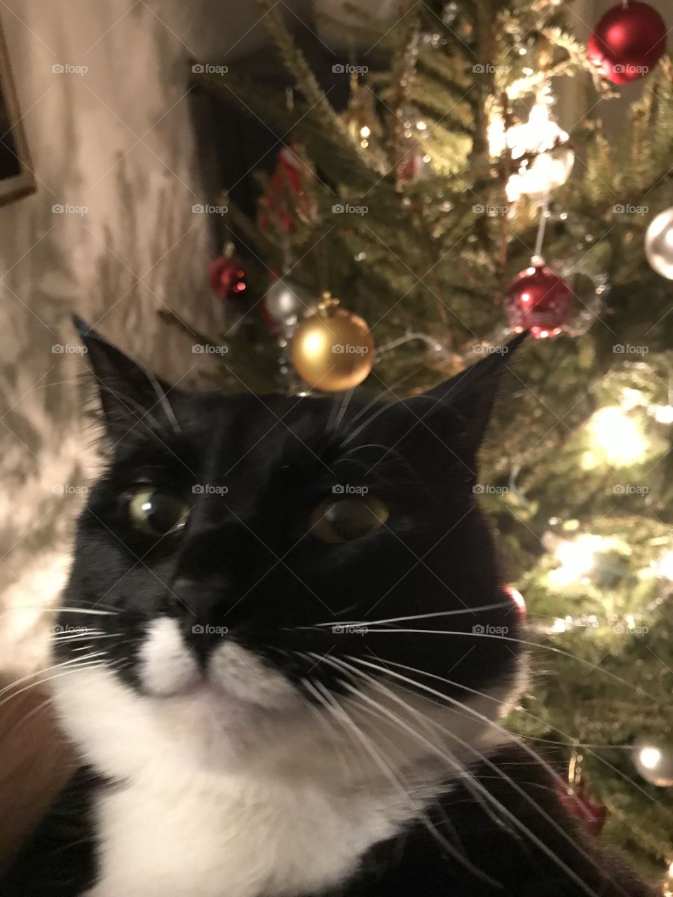 Cat and Christmas tree