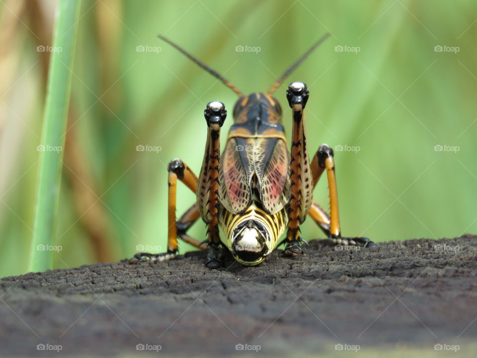 Rear view of Grasshopper