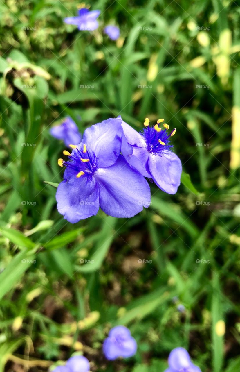 Purple spiderwort 