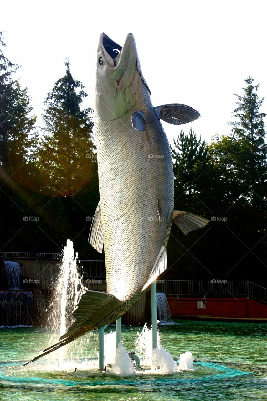 Salmon in Quebec