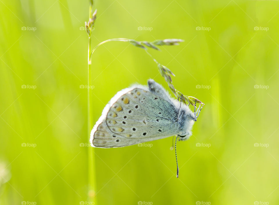 Butterfly on green grass. Close up butterfly on green grass