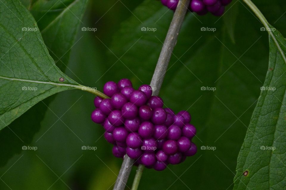 First sign of autumn - An American Beauty Bush bears it’s berries as food for the birds to consume 