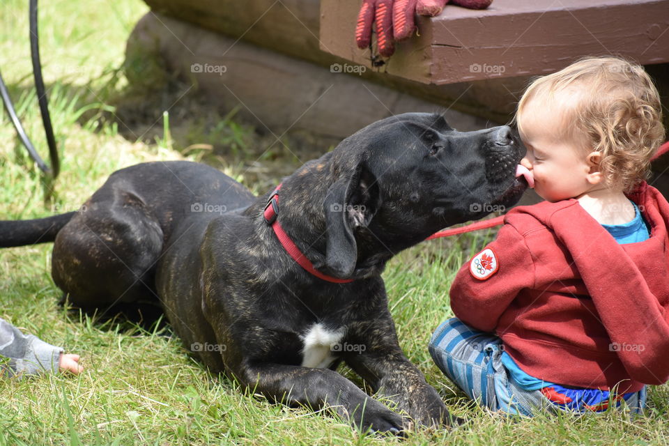 A calm, submissive 8 month brindle Cane Corso giving my nephew, Liam, some slobbery smooches. 