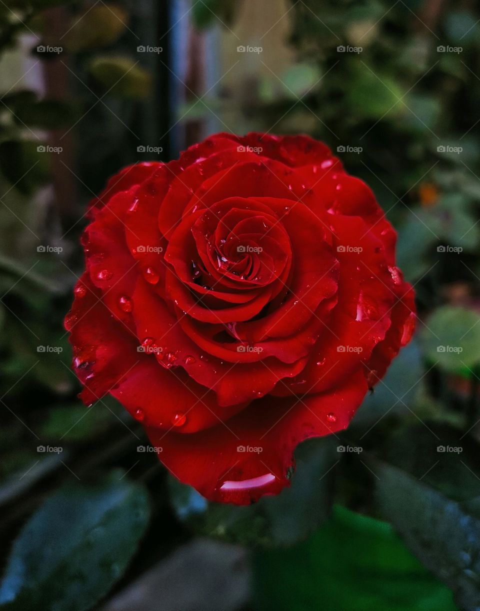 "A red-hot rose sizzles amidst its green entourage, like a diva surrounded by her loyal leafy assistants. Together, they're the ultimate power couple of the garden!"