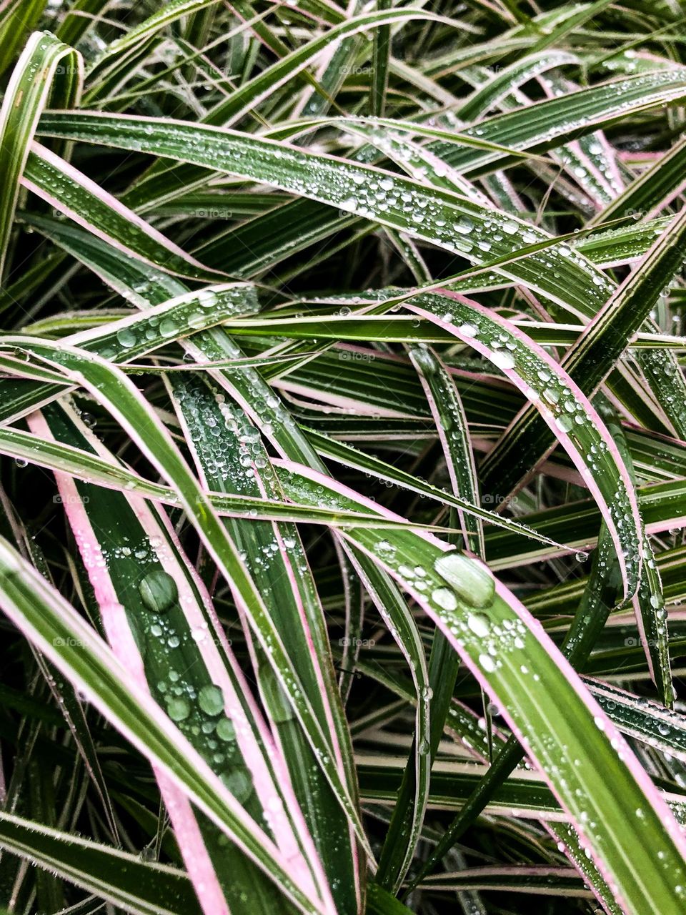 Трава с росой