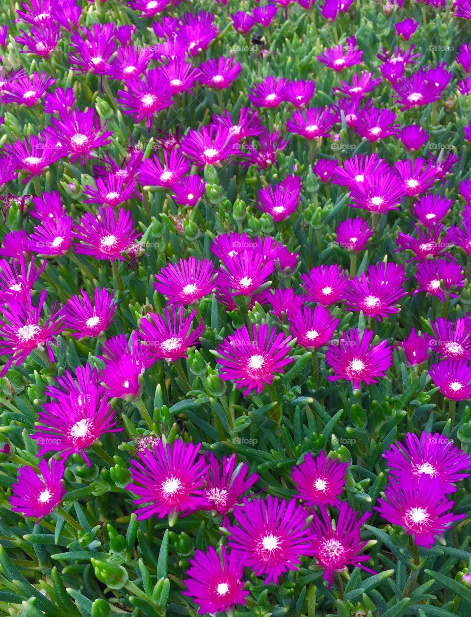 Beautiful Purple Flowers 