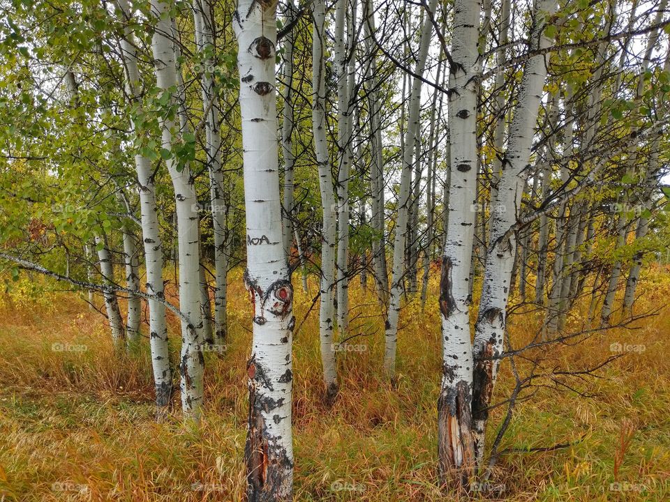 Bitch Trees in Autumn