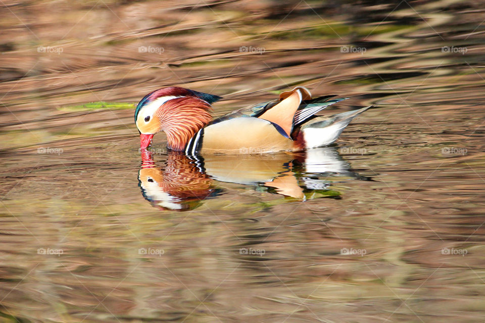 Mandarin Duck mirroring