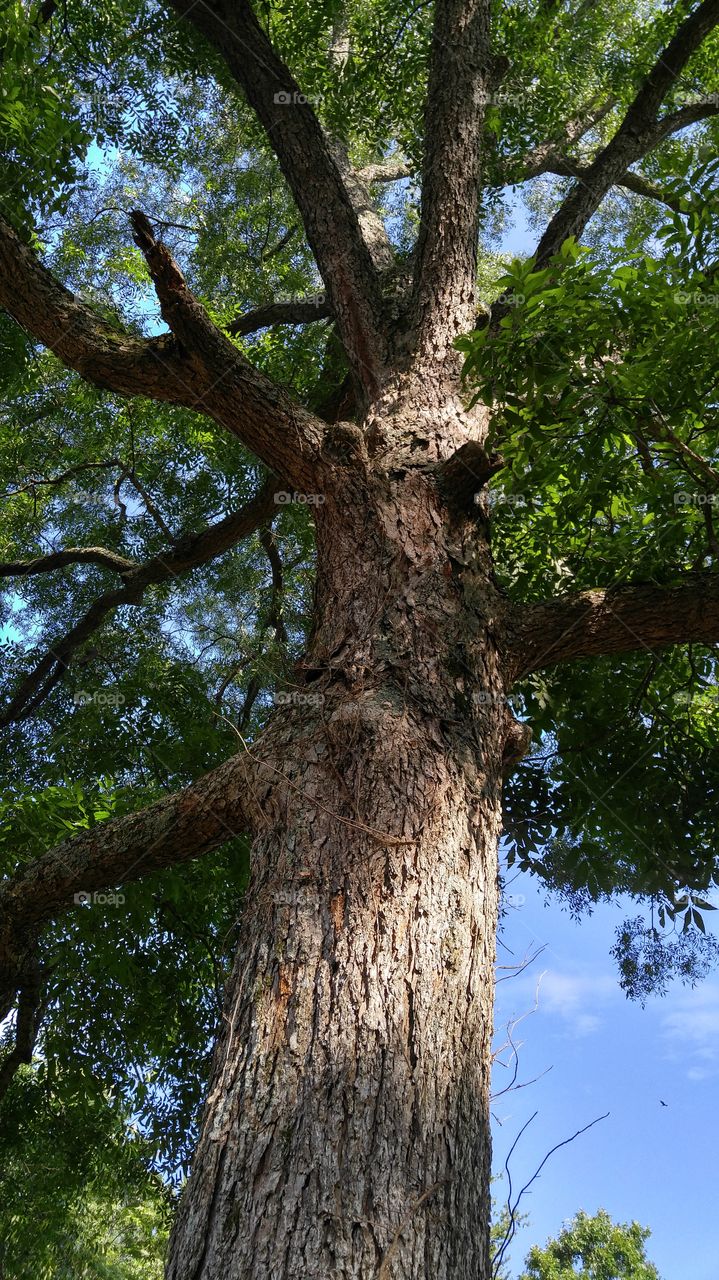 Big pecan tree