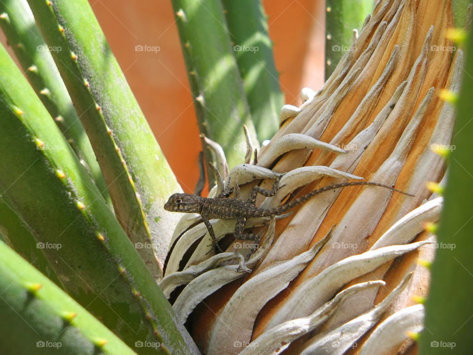 Grey lizard on a tree