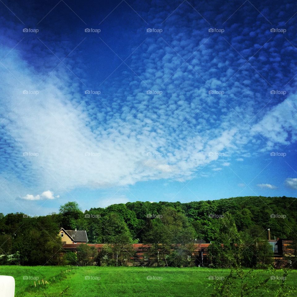 View of trees near house