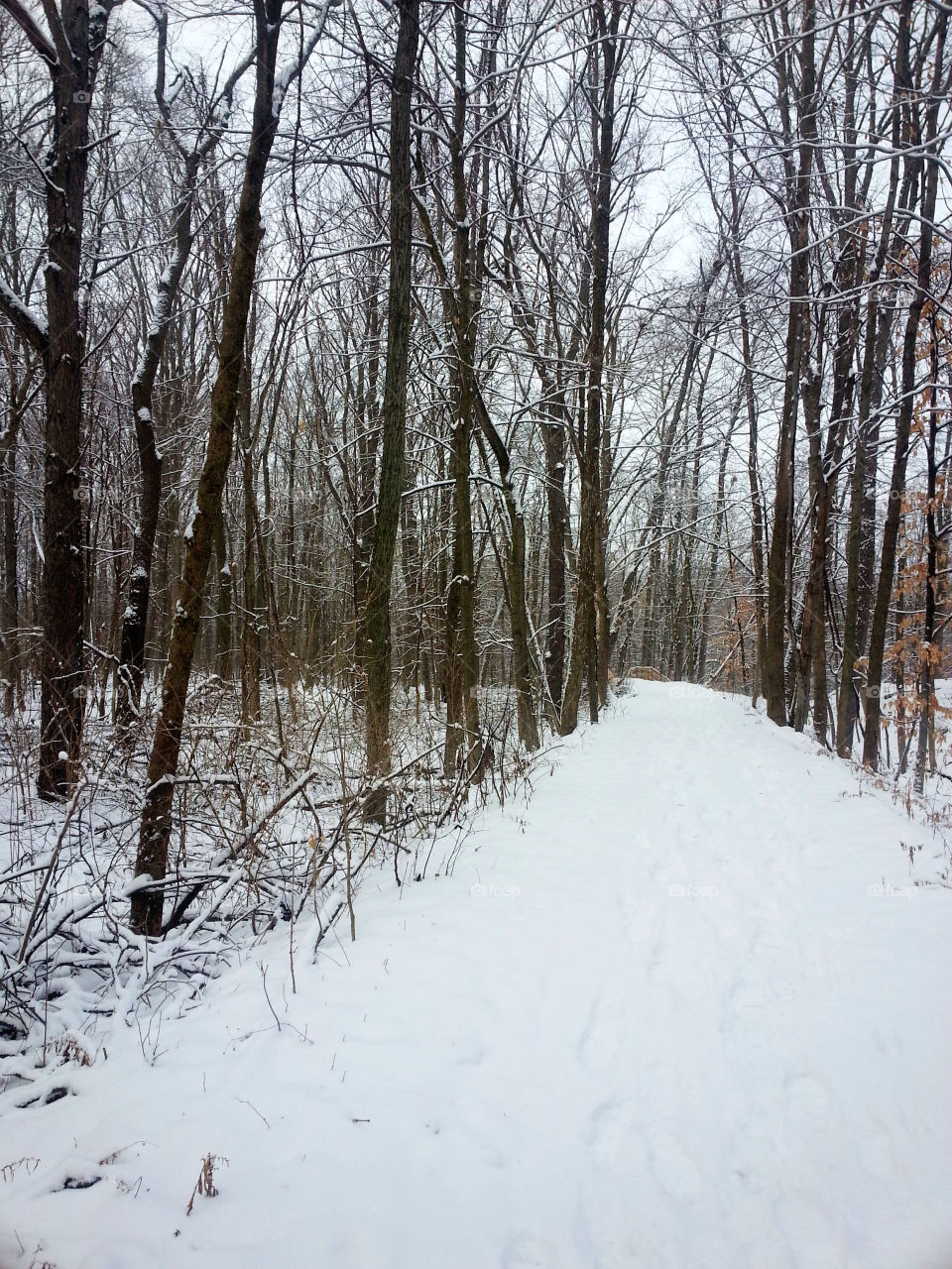 Michigan Winter Woods