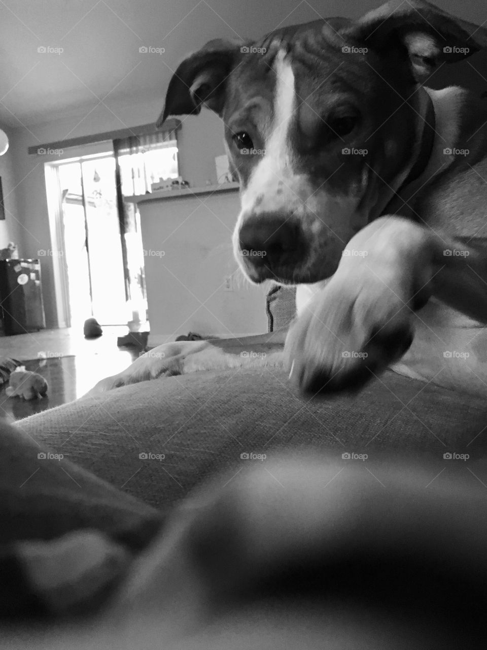 Curious pitbull in black and white 