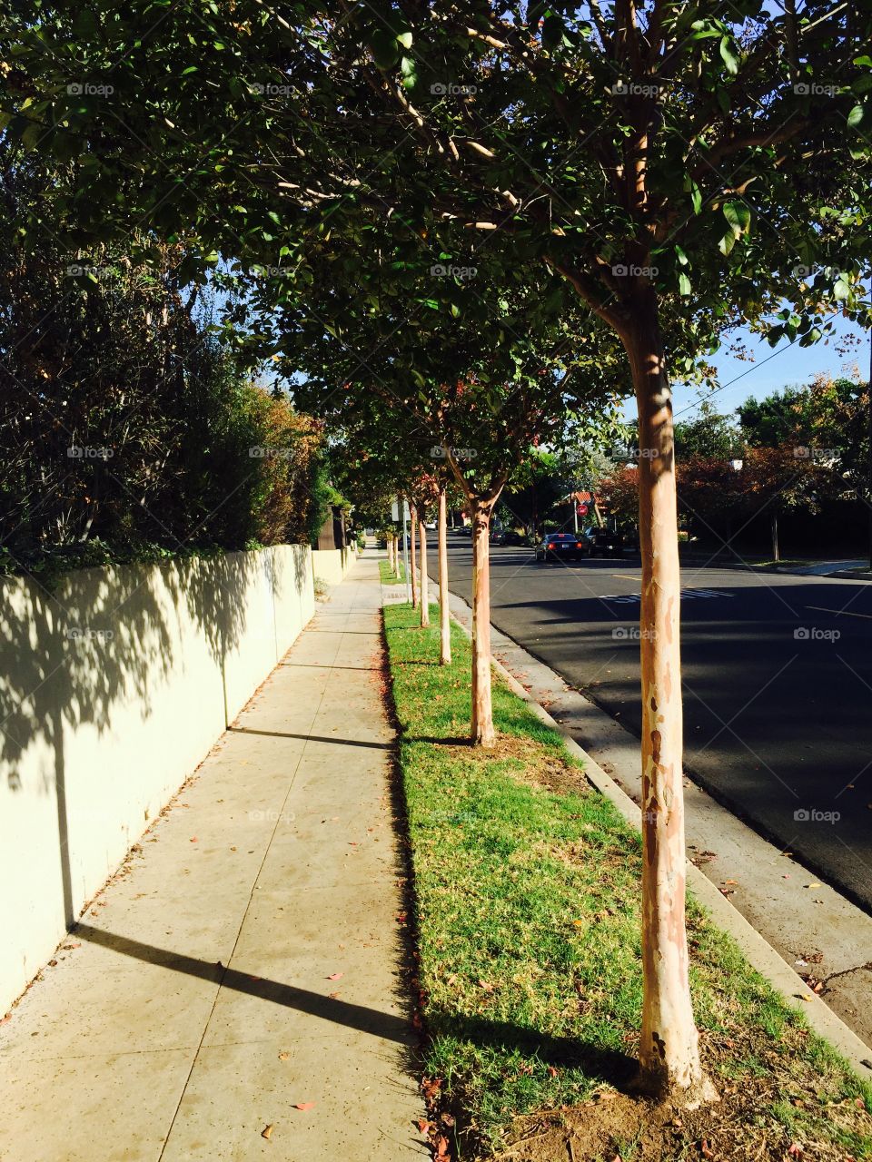 Row of trees in summer