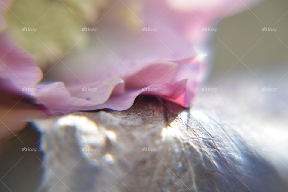 Flower petal on dry leaf