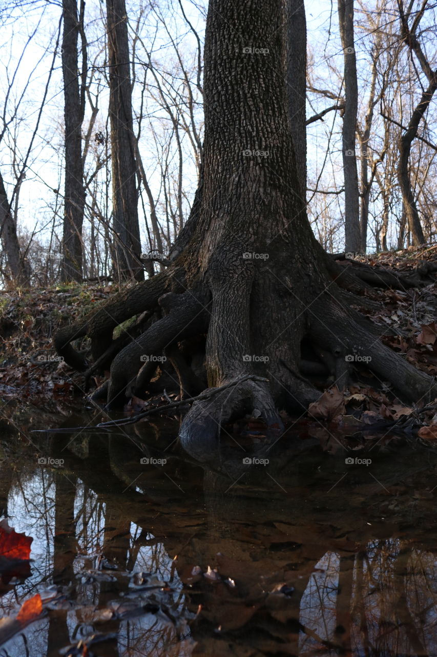 Large tree roots in the forest.