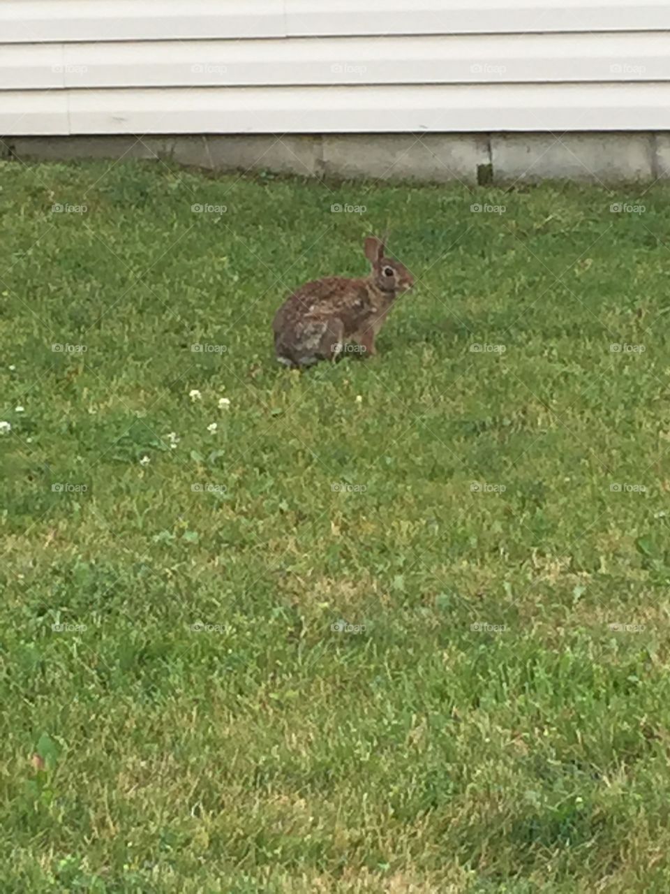 Rabbit in the grass. A brown rabbit sitting in the grass.