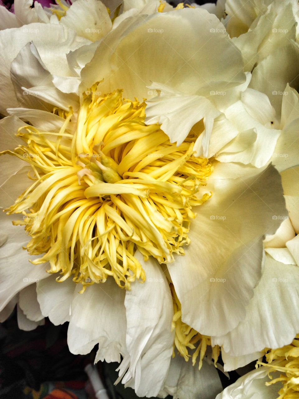 Peonies . Flowers fresh