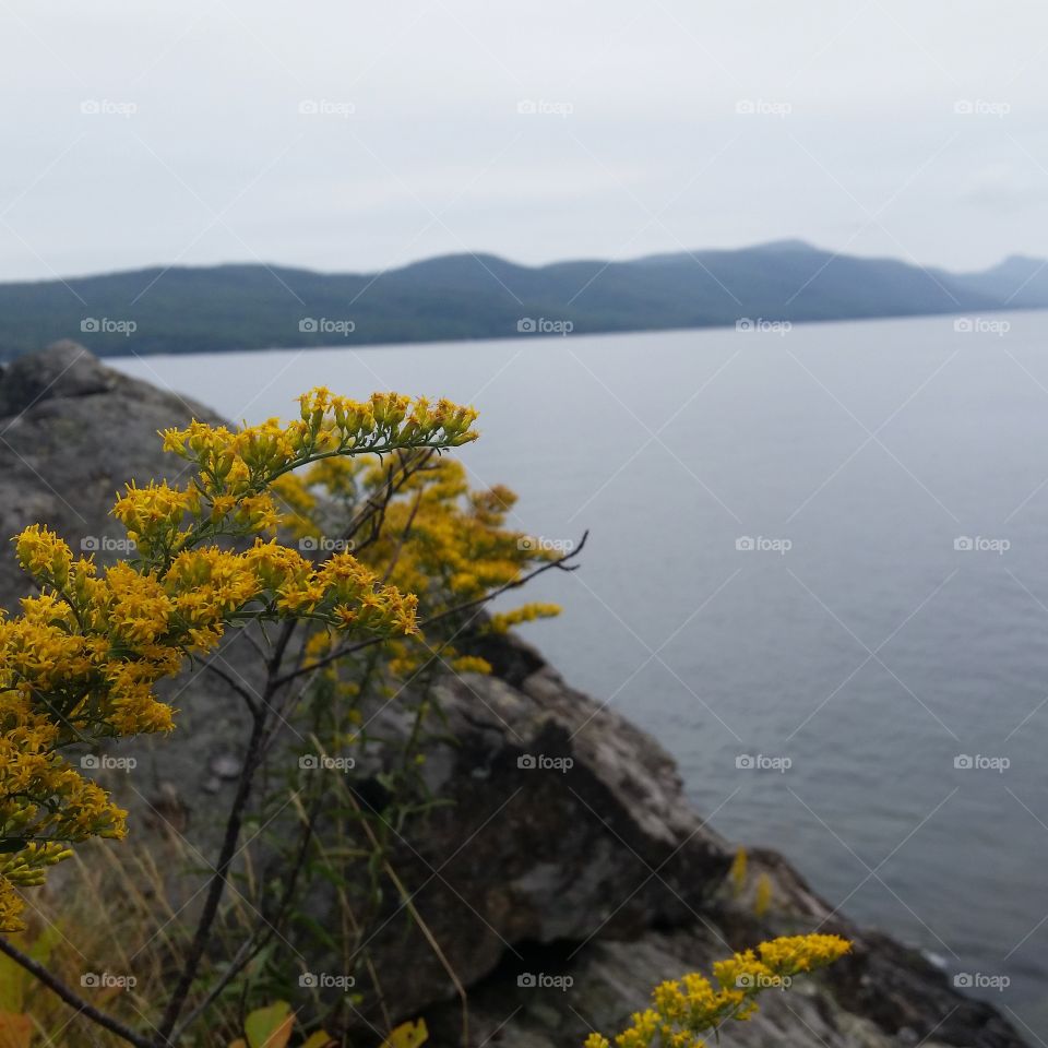 Mountain flowers