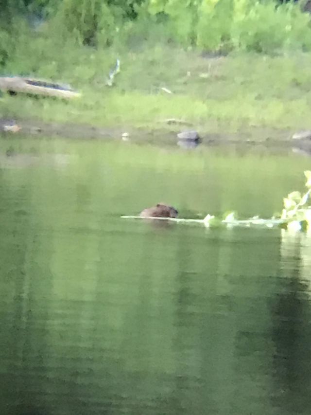 Beaver