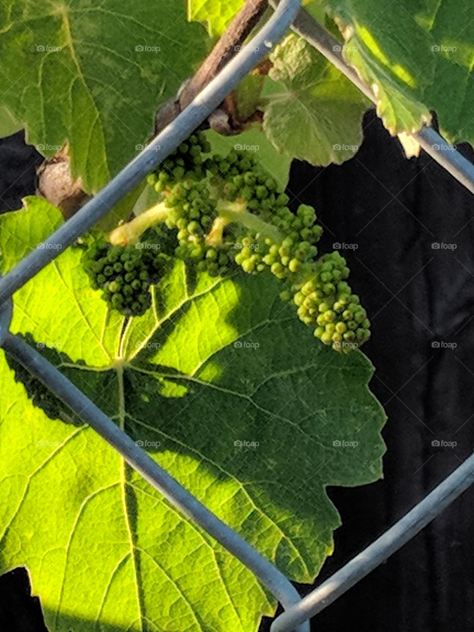 The grapes are growing