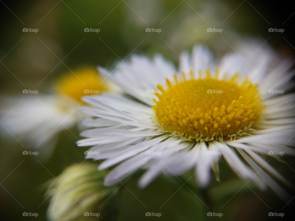 Picture taken with my smartphone and macro lens.