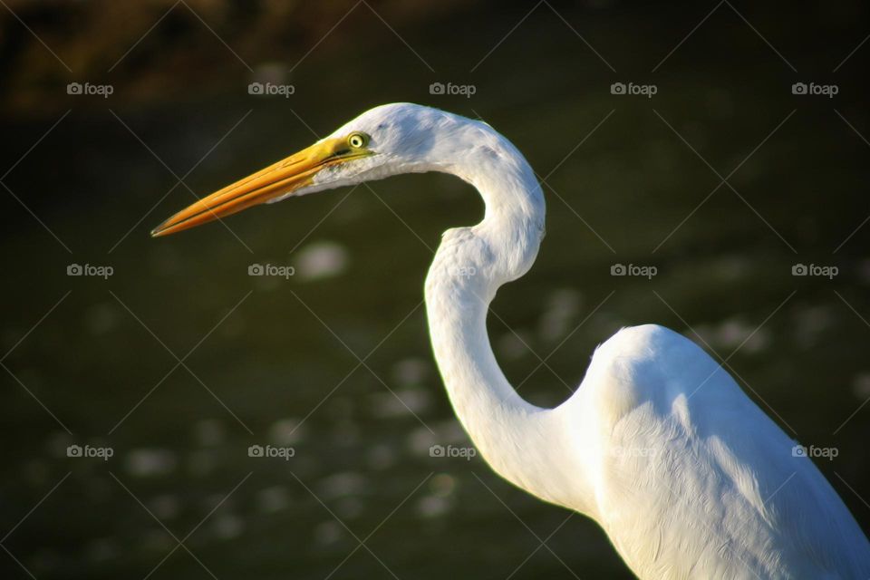 close up photo of Great Egret