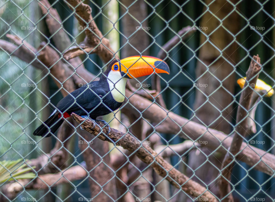 Toucan unhappy to be caged in zoo