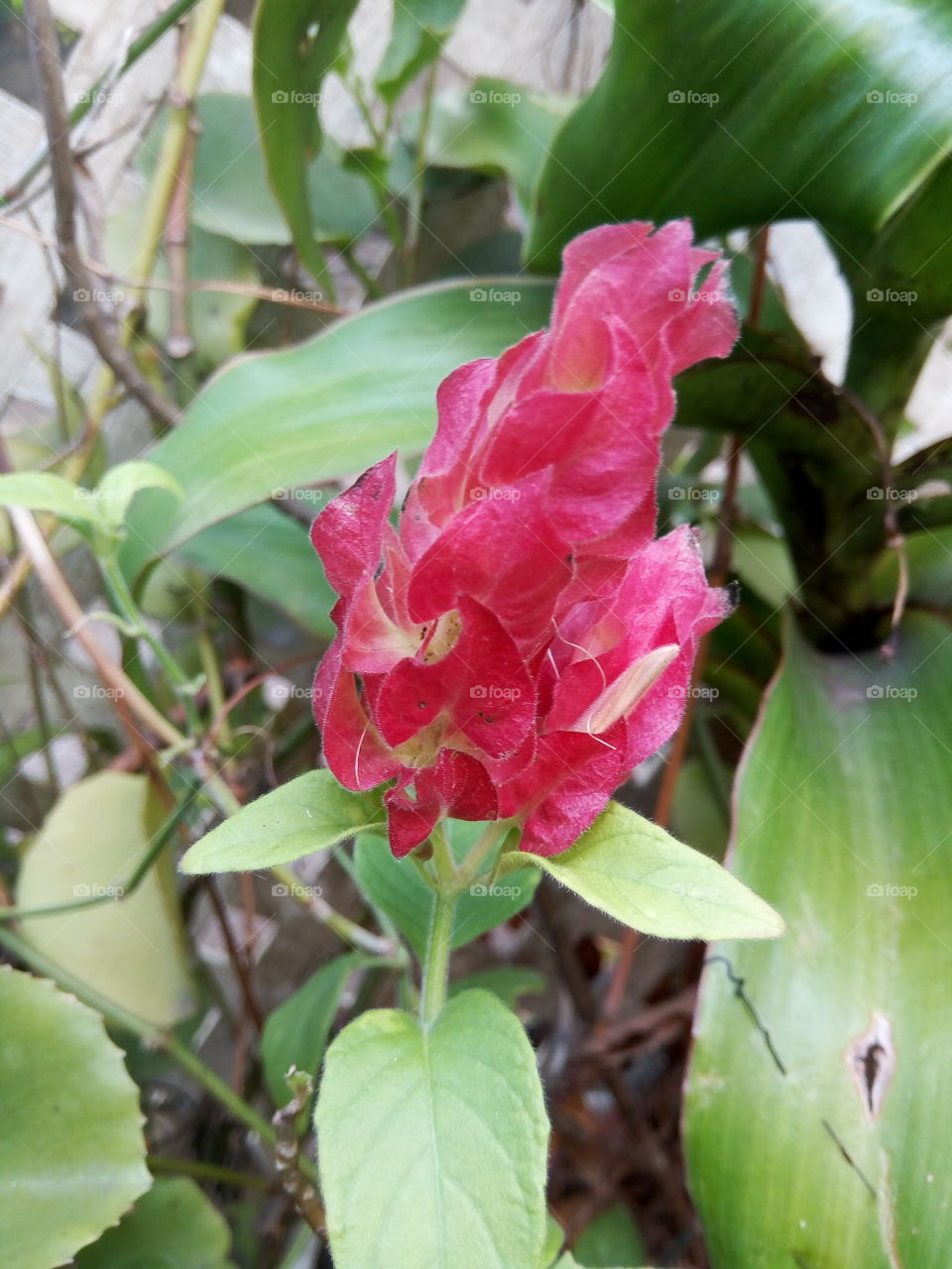 red multi  segment blooms