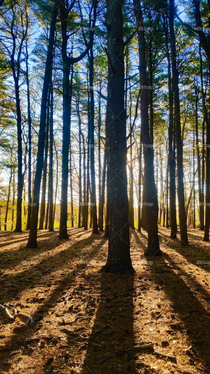 View of forest