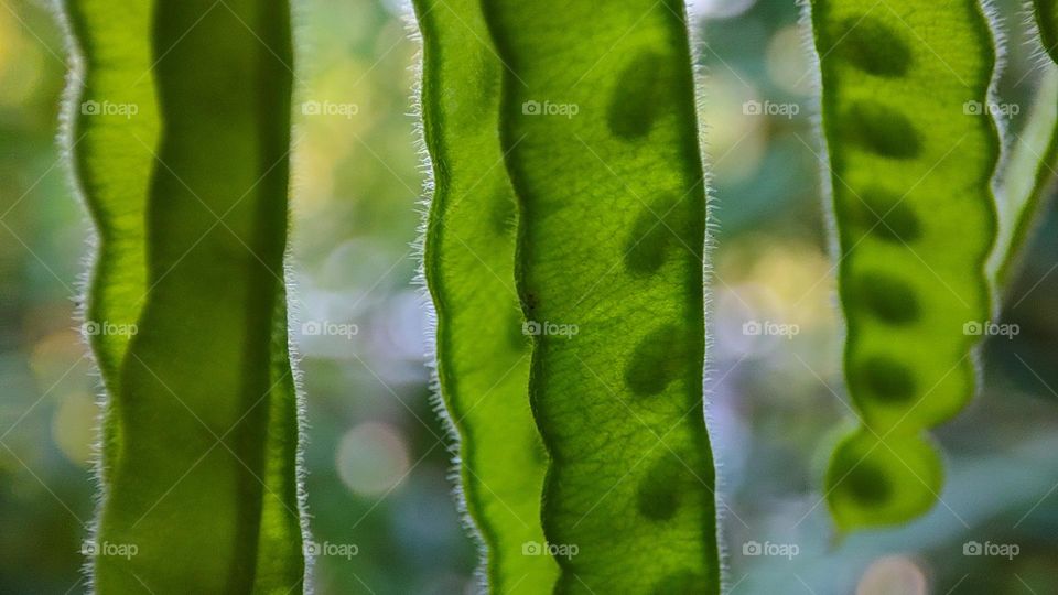 sunlight goes through green plant seed shells which shows the shadow of seeds inside the shells