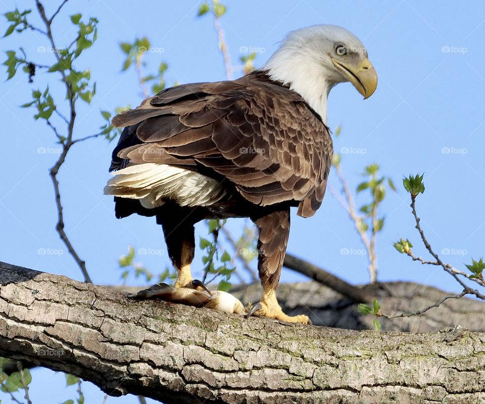Stunning eagle with its dinner beneath his talon!! Beautiful animals in the wild!! 