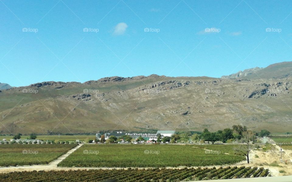 Hex River valley vinyards CAPE SOUTH AFRICA